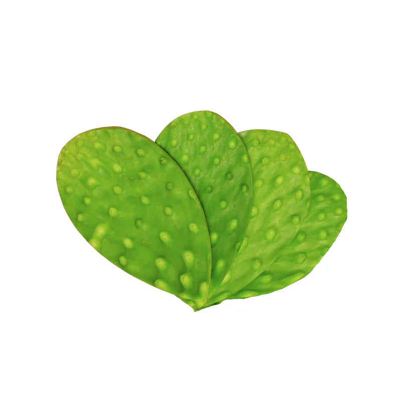 Nopal Cambray x pieza