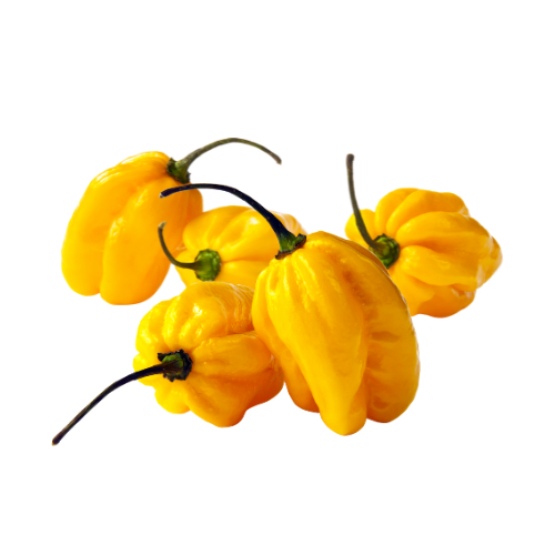 Chile Habanero