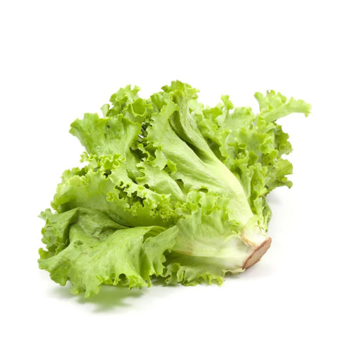 Lechuga Italiana x pieza