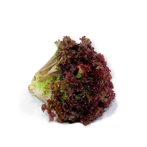 Lechuga Sangria x pieza